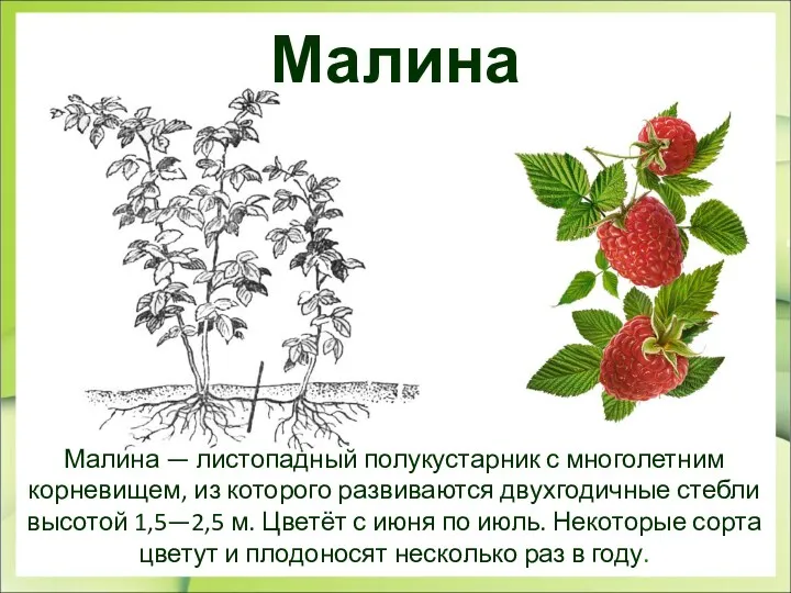 Малина Малина — листопадный полукустарник с многолетним корневищем, из которого