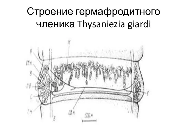 Строение гермафродитного членика Thysaniezia giardi