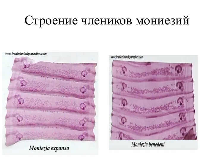 Строение члеников мониезий