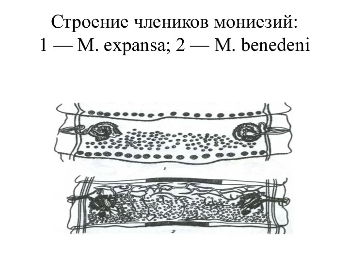 Строение члеников мониезий: 1 — М. expansa; 2 — М. benedeni
