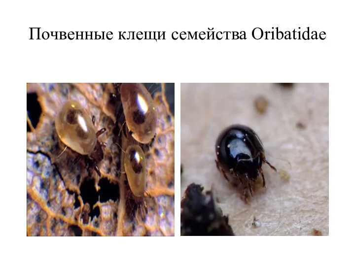 Почвенные клещи семейства Oribatidae
