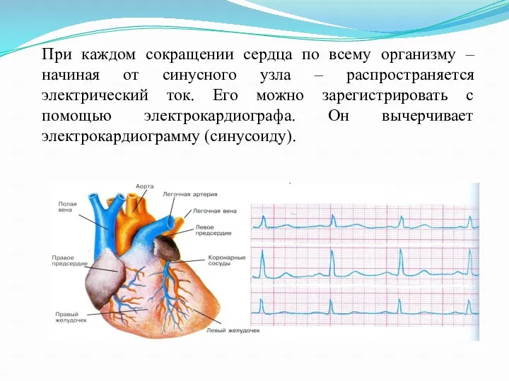 При каждом сокращении сердца по всему организму – начиная от