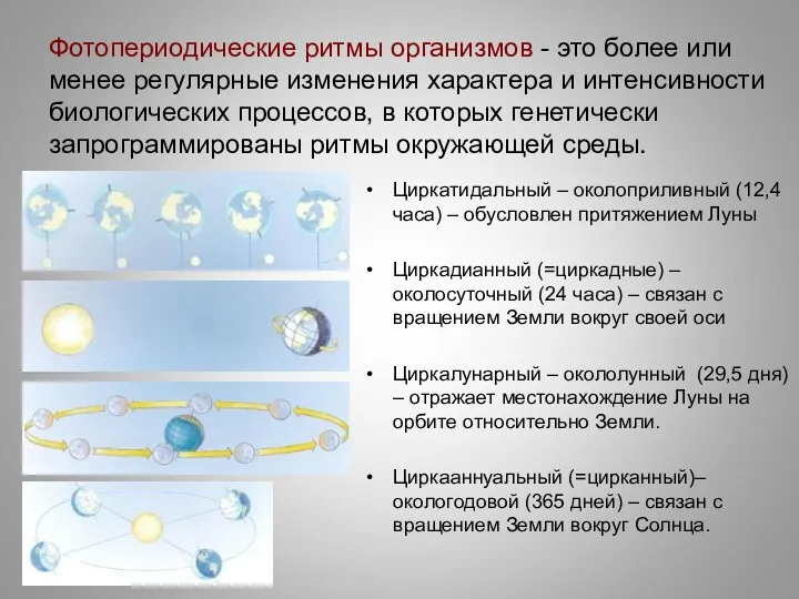 Фотопериодические ритмы организмов - это более или менее регулярные изменения