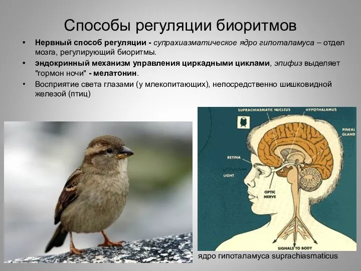 Способы регуляции биоритмов Нервный способ регуляции - супрахиазматическое ядро гипоталамуса