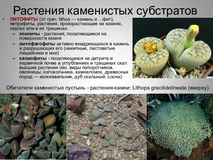 Растения каменистых субстратов ЛИТОФИТЫ (от греч. lithos — камень и
