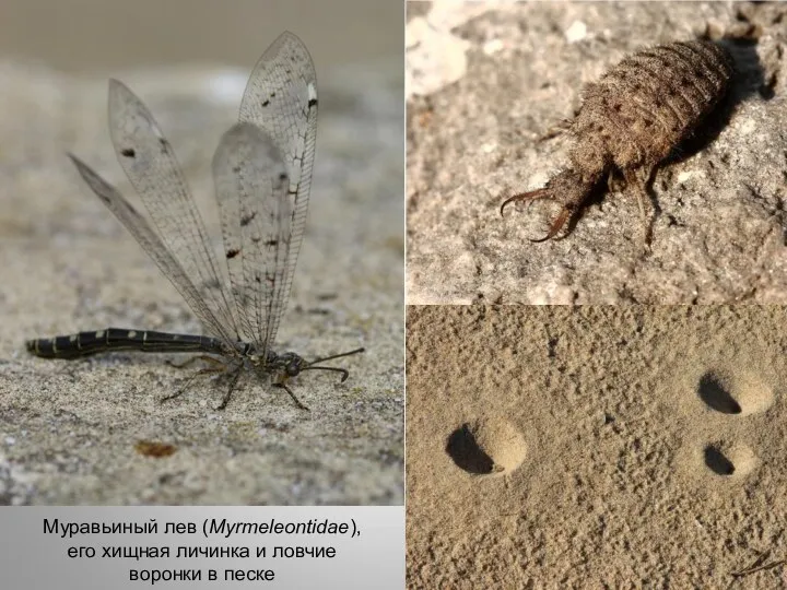 Муравьиный лев (Myrmeleontidae), его хищная личинка и ловчие воронки в песке