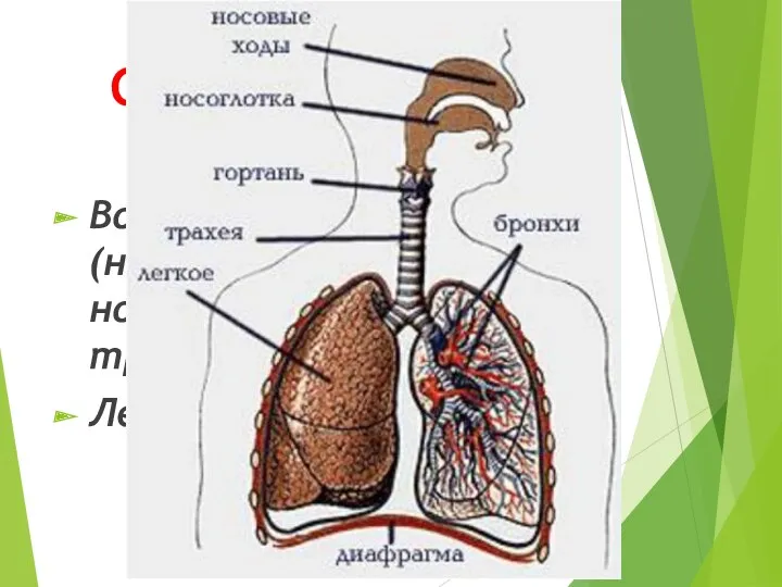 Система органов дыхания: Воздухоносные пути (носовая полость, носоглотка, гортань, трахея и бронхи) Легкие