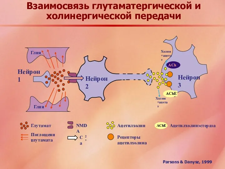 Взаимосвязь глутаматергической и холинергической передачи Parsons & Danysz, 1999 NMDA