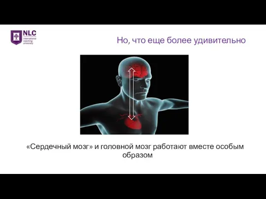 Но, что еще более удивительно «Сердечный мозг» и головной мозг работают вместе особым образом