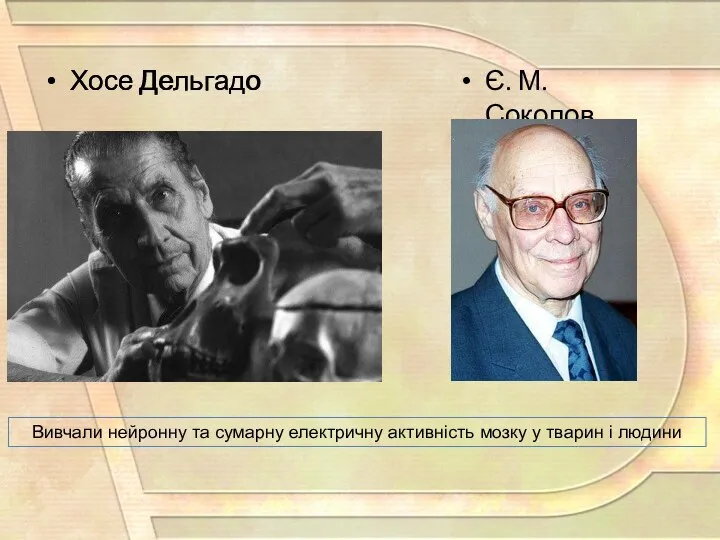 Хосе Дельгадо Є. М. Соколов Вивчали нейронну та сумарну електричну активність мозку у