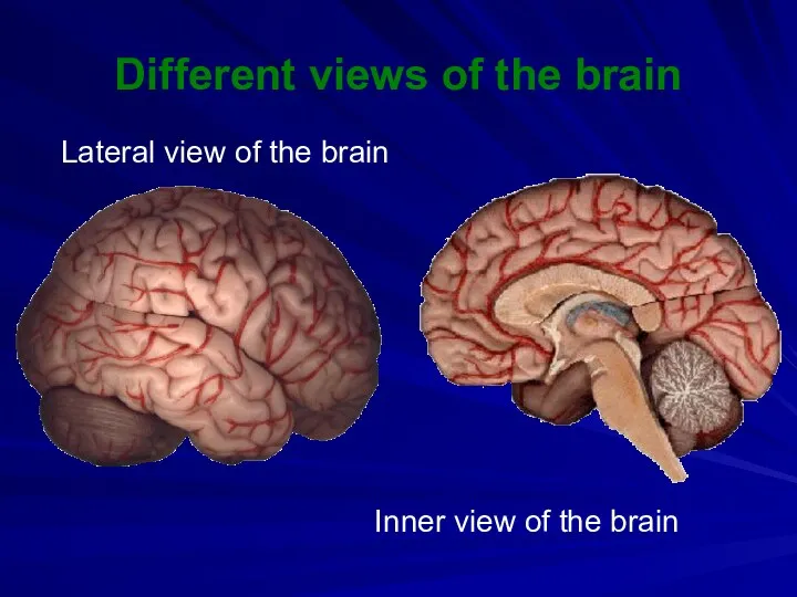 Lateral view of the brain Inner view of the brain Different views of the brain
