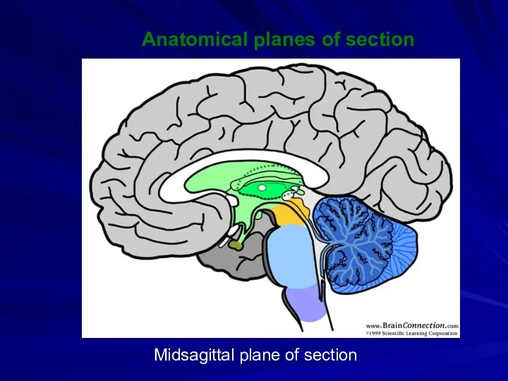 Anatomical planes of section Midsagittal plane of section
