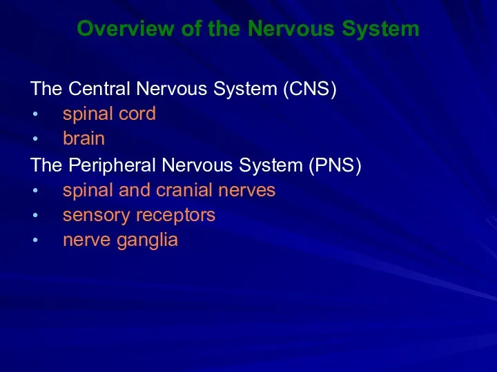 Overview of the Nervous System The Central Nervous System (CNS) spinal cord brain