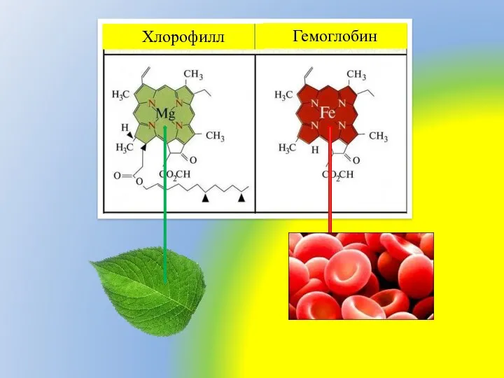 Хлорофилл Гемоглобин