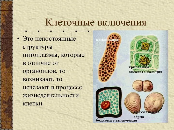 Клеточные включения Это непостоянные структуры цитоплазмы, которые в отличие от