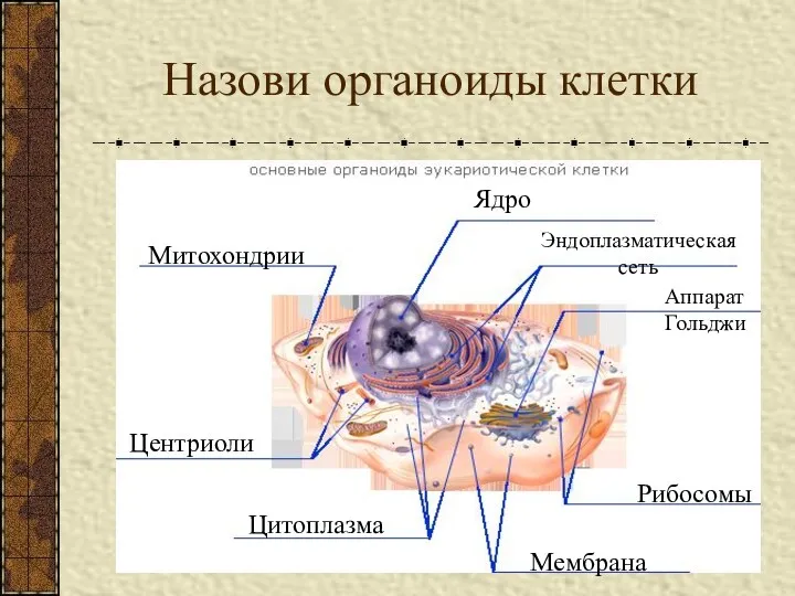 Назови органоиды клетки Ядро Эндоплазматическая сеть Аппарат Гольджи Рибосомы Мембрана Цитоплазма Центриоли Митохондрии