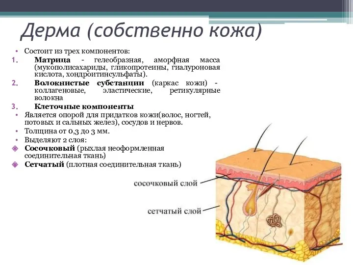 Дерма (собственно кожа) Состоит из трех компонентов: Матрица - гелеобразная, аморфная масса (мукополисахариды,