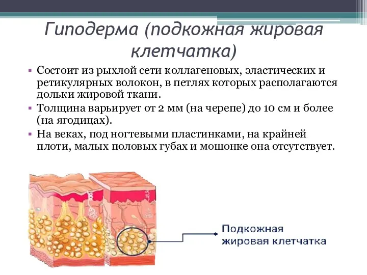 Гиподерма (подкожная жировая клетчатка) Состоит из рыхлой сети коллагеновых, эластических и ретикулярных волокон,