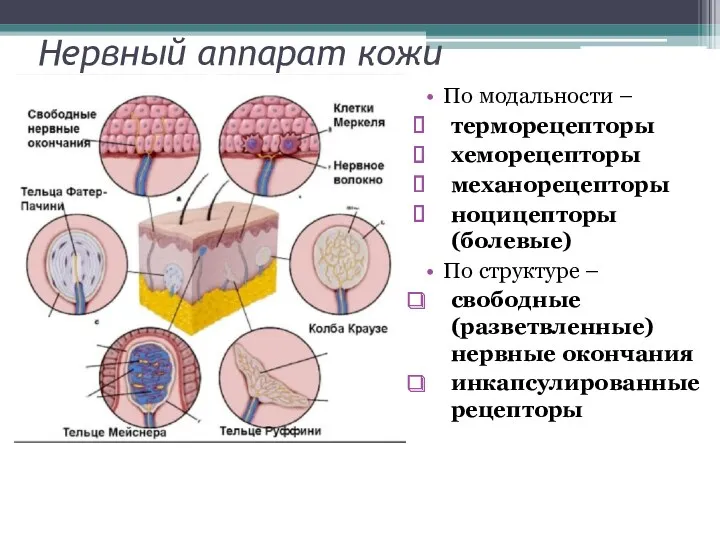Нервный аппарат кожи По модальности – терморецепторы хеморецепторы механорецепторы ноцицепторы (болевые) По структуре