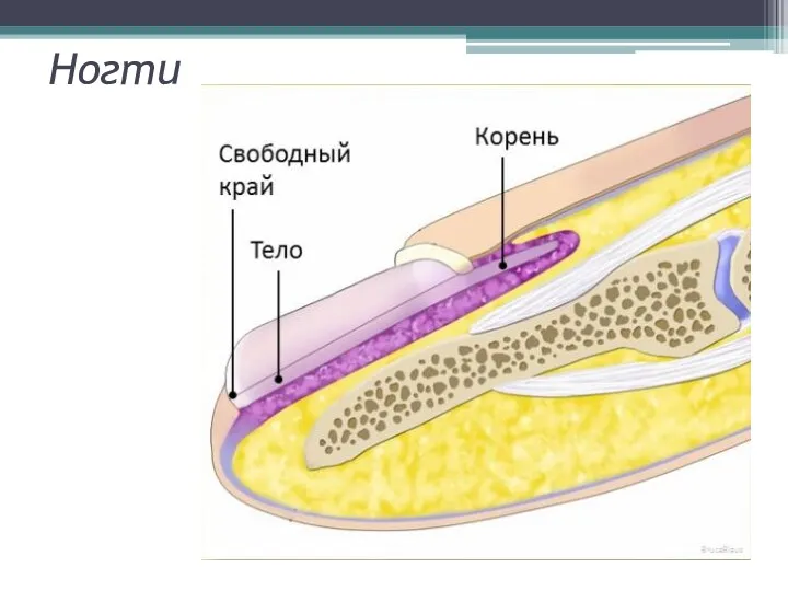 Ногти