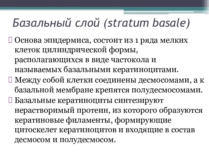 Базальный слой (stratum basale) Основа эпидермиса, состоит из 1 ряда мелких клеток цилиндрической