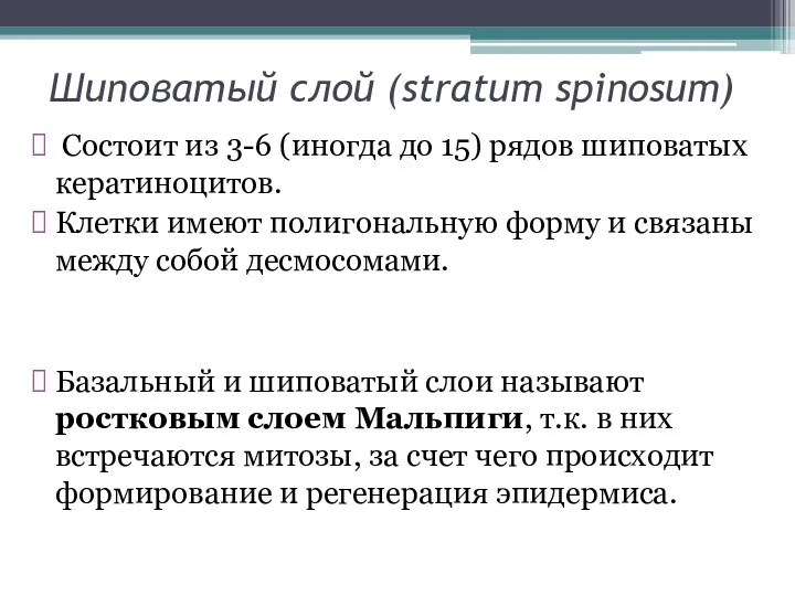 Шиповатый слой (stratum spinosum) Состоит из 3-6 (иногда до 15)