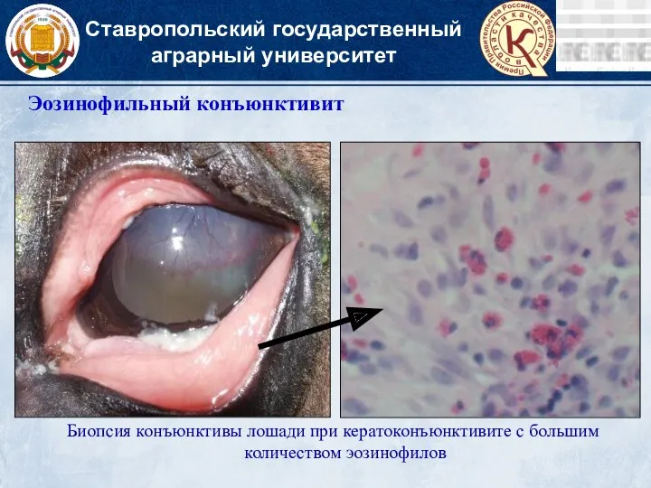 Ставропольский государственный аграрный университет Эозинофильный конъюнктивит Биопсия конъюнктивы лошади при кератоконъюнктивите с большим количеством эозинофилов