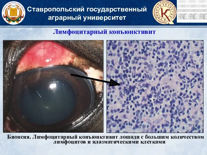 Ставропольский государственный аграрный университет Лимфоцитарный конъюнктивит Биопсия. Лимфоцитарный конъюнктивит лошади
