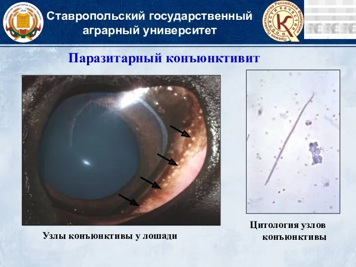 Ставропольский государственный аграрный университет Паразитарный конъюнктивит Узлы конъюнктивы у лошади Цитология узлов конъюнктивы