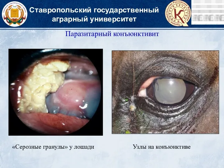 Ставропольский государственный аграрный университет Паразитарный конъюнктивит «Серозные гранулы» у лошади Узлы на конъюнктиве