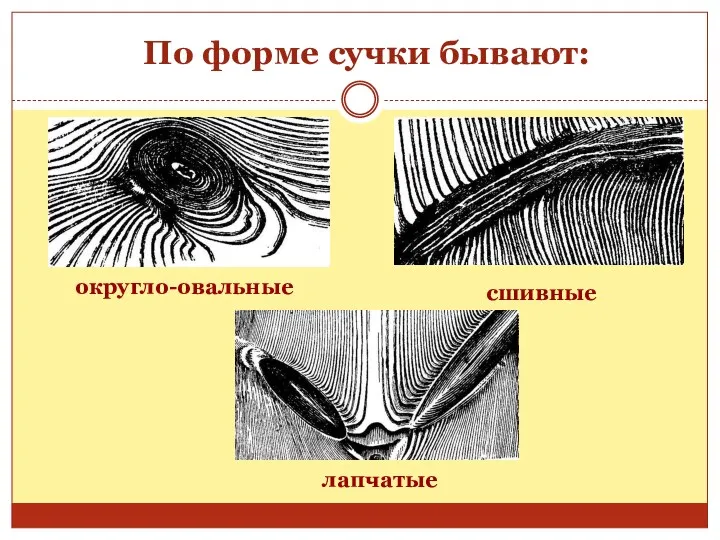 По форме сучки бывают: округло-овальные сшивные лапчатые