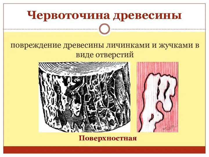 Червоточина древесины Поверхностная повреждение древесины личинками и жучками в виде отверстий