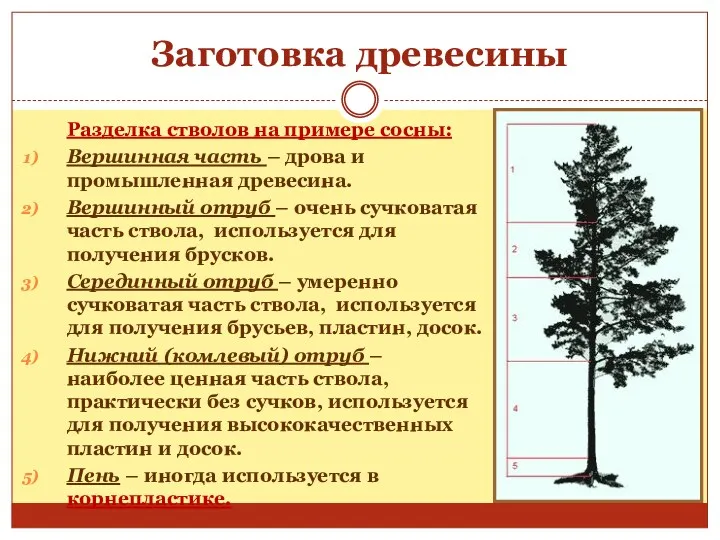 Разделка стволов на примере сосны: Вершинная часть – дрова и