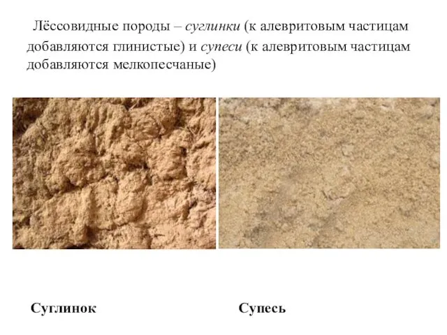 Лёссовидные породы – суглинки (к алевритовым частицам добавляются глинистые) и