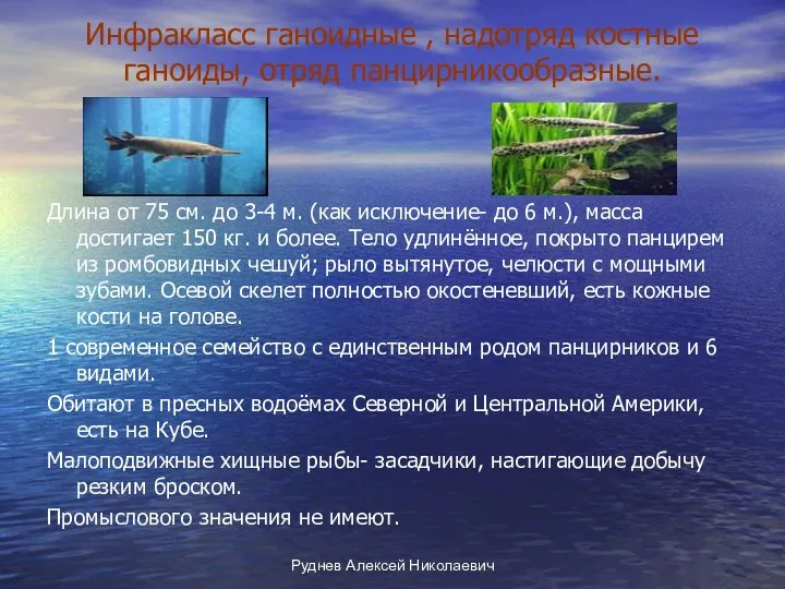 Руднев Алексей Николаевич Инфракласс ганоидные , надотряд костные ганоиды, отряд