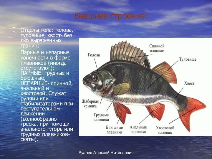 Руднев Алексей Николаевич Внешнее строение: Отделы тела: голова, туловище, хвост-