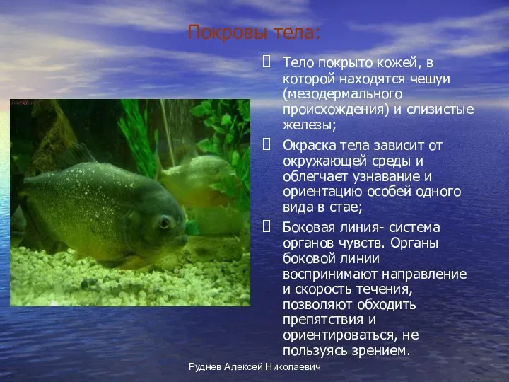 Руднев Алексей Николаевич Покровы тела: Тело покрыто кожей, в которой