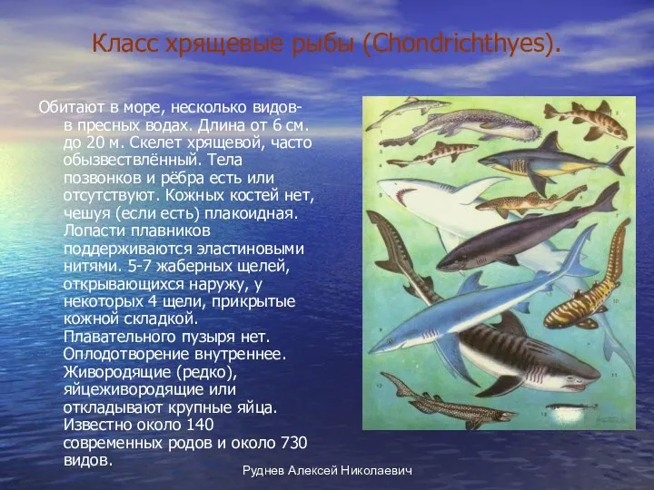 Руднев Алексей Николаевич Класс хрящевые рыбы (Chondrichthyes). Обитают в море,