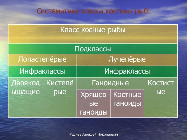 Руднев Алексей Николаевич Систематика класса костных рыб: