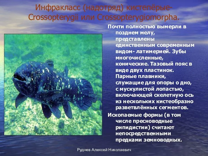 Руднев Алексей Николаевич Инфракласс (надотряд) кистепёрые- Crossopterygii или Crossopterygiomorpha. Почти