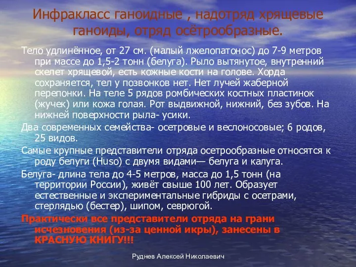 Руднев Алексей Николаевич Инфракласс ганоидные , надотряд хрящевые ганоиды, отряд