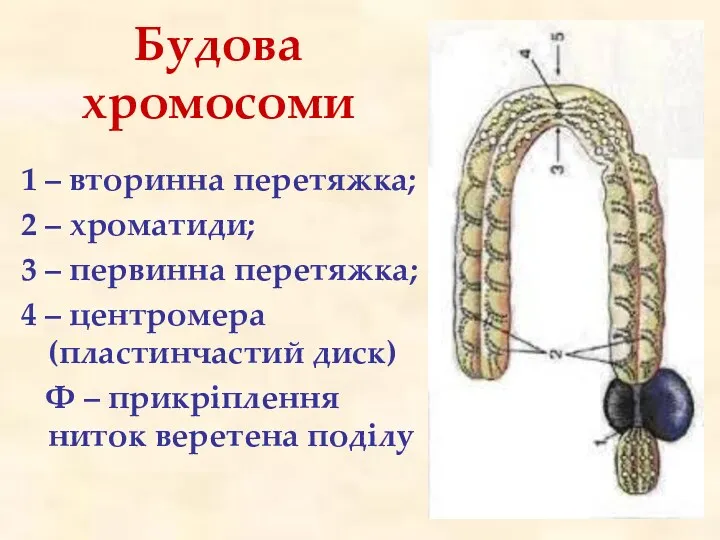 Будова хромосоми 1 – вторинна перетяжка; 2 – хроматиди; 3