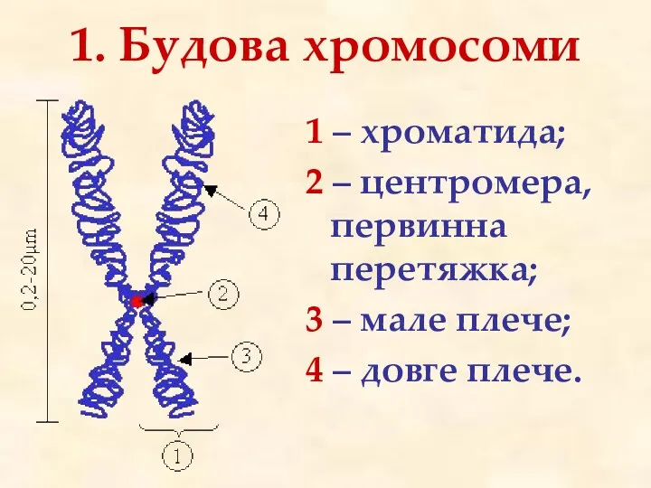 1. Будова хромосоми 1 – хроматида; 2 – центромера, первинна