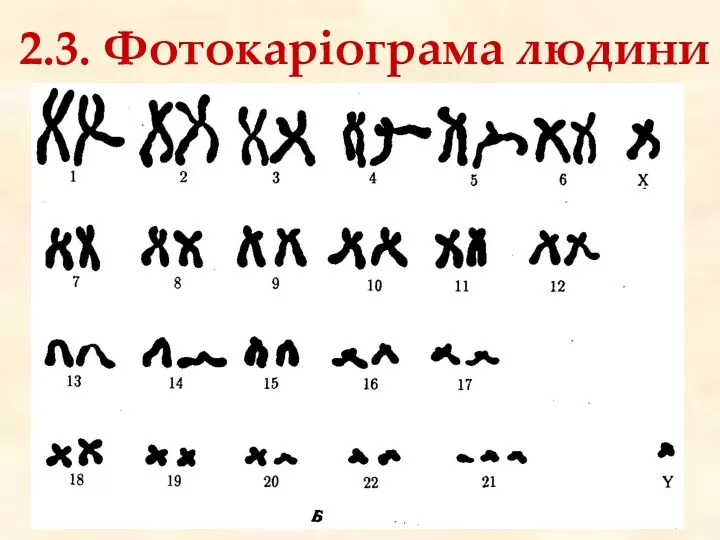 2.3. Фотокаріограма людини