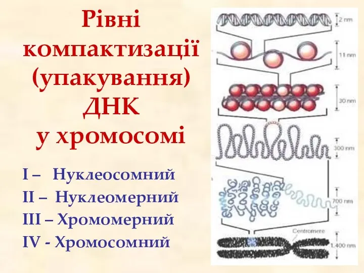 Рівні компактизації (упакування) ДНК у хромосомі І – Нуклеосомний ІІ