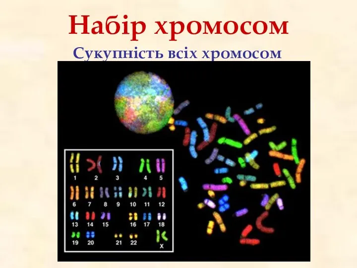 Набір хромосом Сукупність всіх хромосом