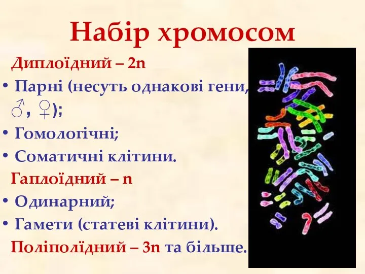 Набір хромосом Диплоїдний – 2n Парні (несуть однакові гени, ♂,