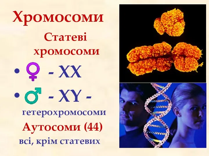 Хромосоми Статеві хромосоми ♀ - XX ♂ - XY - гетерохромосоми Аутосоми (44) всі, крім статевих