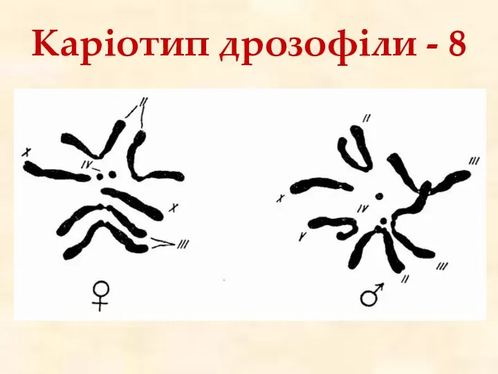 Каріотип дрозофіли - 8