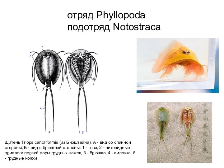 отряд Phyllopoda подотряд Notostraca Щитень Triops cancriformis (из Бирштейна). А